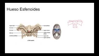 5 Esfenoides [upl. by Aleen]