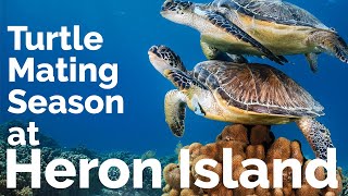 Turtle Mating Season at Heron Island [upl. by Nylirrehs268]