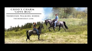 quotMeet Charmquot Blue Roan Tennessee Walking Mare For Sale Field TrialGaitedTrail [upl. by Ahsilem945]