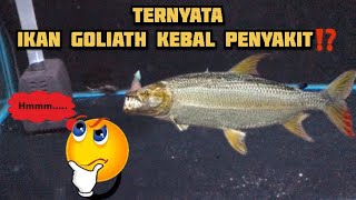 IKAN GOLIATH TERNYATA KEBAL WHITESPOT DAN JAMUR⁉️BENARKAH⁉️INILAH KEUNGGULAN IKAN GOLIATH‼️ [upl. by Atwood]