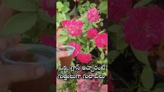 Best fertilizer for Rose and Jasmine plant youtubeshorts shorts shortvideo [upl. by Fabria534]