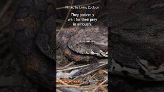 Deadly venomous Common death adder elapid looking like a viper [upl. by Zerk]