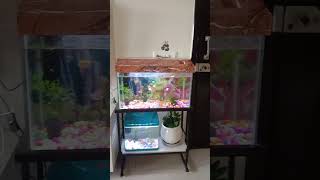 First fish tank setup [upl. by Eenahs]