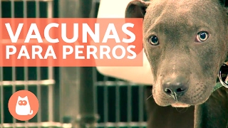 Vacunas para perros cachorros y adultos  CONSEJOS VETERINARIOS [upl. by Durwood340]