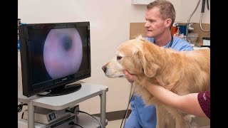 How video otoscopy aids in the treatment of pets ear infections [upl. by Atnohs781]