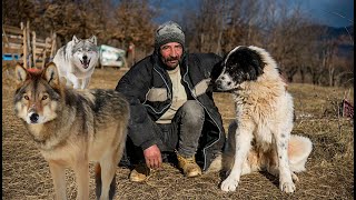 NU EXISTA CAINE SA FACA FATA UNUI LUP UNUL LA UNUL LUPII FAC RAVAGII LA STANA LUI PISOI [upl. by Wooster]