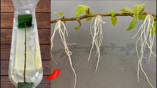 After 48 hours Bougainvillea branch grows 200 roots with just water [upl. by Noryk]