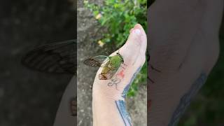 I found a injured cicada 🥹 [upl. by Bette-Ann]