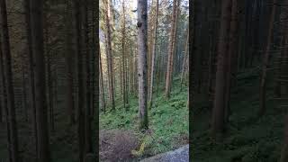 Mit einem deutschen Scherschäferhund an einem Wasserfall  TIROL  Krimmler Wasserfälle [upl. by Ahsinyt]