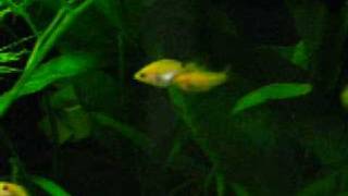 Accoppiamento Platy in acquario [upl. by Huntingdon]