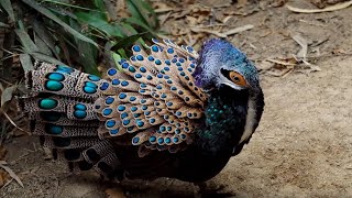 INTERESTING FACT ABOUT RARE PEACOCK PHEASANT FROM BORNEAN ISLAND [upl. by Aihgn]