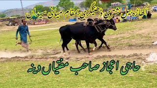 Bull race Dina  Haji ijaz sab Akhara Jhelum Bull race chakswari [upl. by Aerdnaid653]