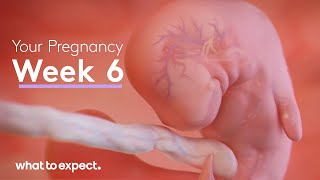 6 Weeks Pregnant  What to Expect [upl. by Blayne]