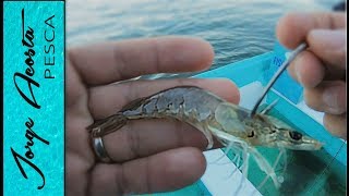 Pesca con Camaron VIVO  Pargo y Robalo [upl. by Ernesta55]