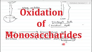 9 Reactions of Monosaccharides Part3  Oxidation of monosaccharides  Uronic acid  Aldonic Acid [upl. by Sardse]