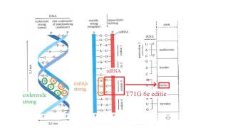 Biochemie 7 DNA Het verband tussen de basenvolgorde in DNA en de aminozuurvolgorde in het eiwit [upl. by Mines]