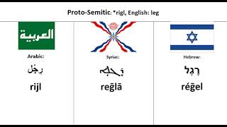 Semitic Languages  Word Comparison [upl. by Mccallion495]