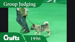 Norwegian Elkhound wins Hound Group Judging at Crufts 1996 [upl. by Eneluqcaj]