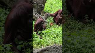 紅毛猩猩Bornean OrangutanTaipei Zoo [upl. by Eivad]