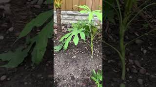 My new Fatsia Polycarpa Green Fingers [upl. by Jerusalem]