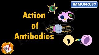 Action of Antibodies Neutralization Opsonization Complement Activation and ADCC FLImmuno37 [upl. by Nnomae506]