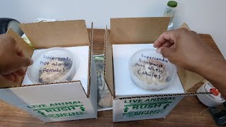 Shipping off two of the giveaway snakes plus Scales Reptile Expo Footage [upl. by Keldon]