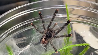 Peru Purple Pink Toe Avicularia Juruensis M2 tarantula rehouse and feeding clips [upl. by Arej74]