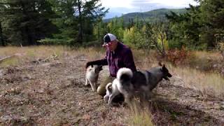 Norwegian Elkhounds doing some off leash hiking training [upl. by Ised]