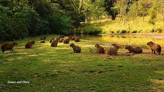 CAPYBARA HYDROCHOERUS HYDROCHAERIS WILDLIFE CAPIVARA Animals from flooded areas PANTANAL [upl. by Suzan140]