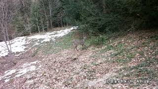 Kafshët e Egra në Malin Sharr Kamera e Shtigjeve trailcamera huntingcamera wildlife malisharr [upl. by Ahsilyt968]