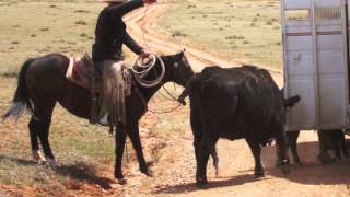 Cattle Drive at the Dryhead Ranch in Montana USA [upl. by Richel]