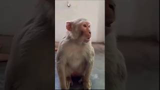 funny monkey short comedy funny monkey cutebaby [upl. by Ellehcyt]