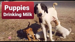 Puppies drinking milk  Me with animals Part 8 [upl. by Eiraminot319]