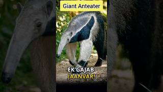 WILD Anteaters EXPOSED shorts facts [upl. by Nimar]