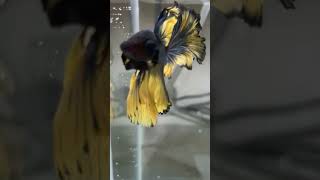 shortsfeed beautiful blue mustard gas fullmoon rosetail betta fish available viral [upl. by Delastre]