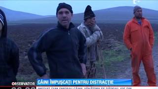 Treizeci de câini au fost împuşcaţi pentru distracție de câţiva vânători [upl. by Azarria750]