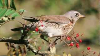 BTO Bird ID  Redwing and Fieldfare [upl. by Criswell]