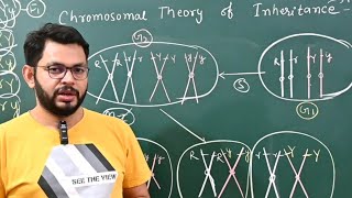 Chromosomal theory of inheritance [upl. by Aihsal962]