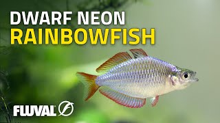 Species Spotlight  Dwarf Neon Rainbowfish [upl. by Darn]