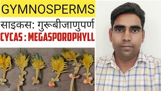 Cycas  Megasporophyll साइकस गुरुबीजाणुपर्ण [upl. by Aiekam]