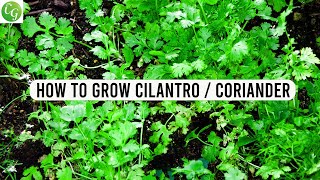 How to grow Cilantro or Coriander from seed at home [upl. by Yusuk]