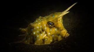 Facts The Longhorn Cowfish [upl. by Gad870]