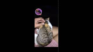 LOVABLE AND SWEET CAT  RHIE MOTOVLOG [upl. by Gabler]