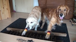 Klavierhunde spielen Deutschlandlied zur WM 2014  piano dogs play national anthem for World Cup [upl. by Bijan429]