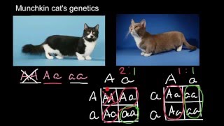 Munchkin cats genetics [upl. by Tarrsus]