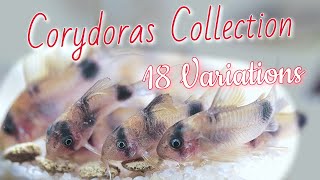 CORYDORAS FISHROOM TOUR 18 different Species of CORY CATFISH [upl. by Ailisab]