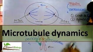 Microtubule polymerization trade milling and function [upl. by Gwendolyn]