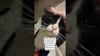 Bu kedi asansörden asla ayrılmıyor cat fypシ゚ kediseverler kedi kediplus [upl. by Attolrac]