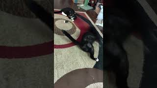 Tuxedo Kitty Gets Dizzy Chasing Laser Dotkrazykittiesfunandcatswith838 [upl. by Merriott]