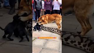 Brave doge🐕vs rock python⚕️ fight 💪🏻trending fight shorts youtubeshorts shortvideo [upl. by Stuart]